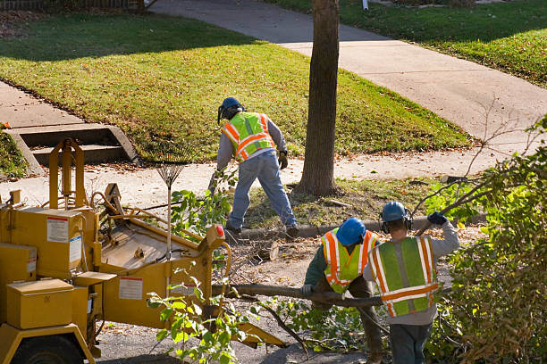  Hampton, VA Tree Removal Pros