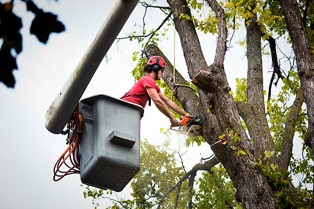 Best Tree Removal  in Hampton, VA